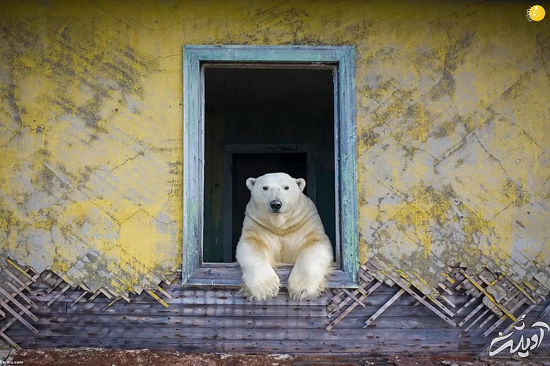 تصاویر تحسین شده مسابقه عکاسی حیات وحش ۲۰۲۲